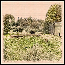Wolverine in Zoo with Border