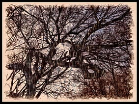 Very Old Tree In China