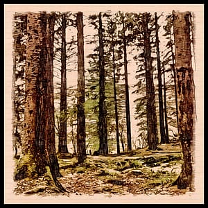Trees with Border