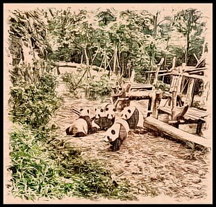 Pandas in Sanctuary