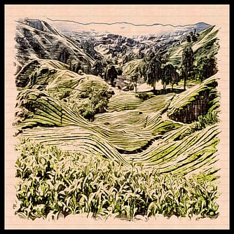 Cameron Highlands Tea Plantation with Border