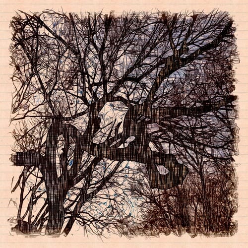 Gnarled Old Tree