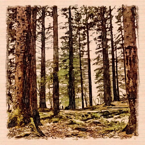 Trees Trunks