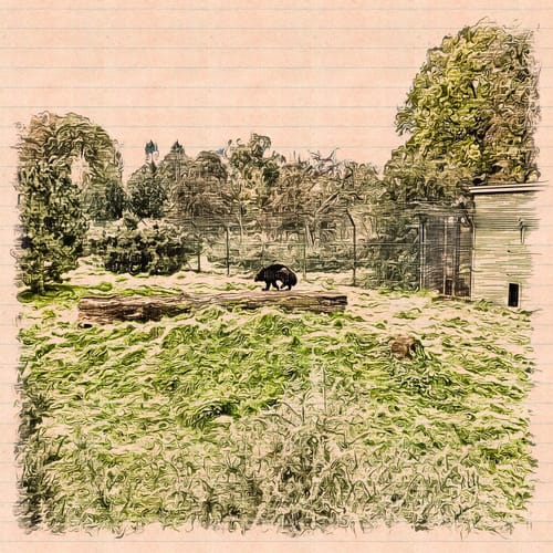Wolverine in Zoo