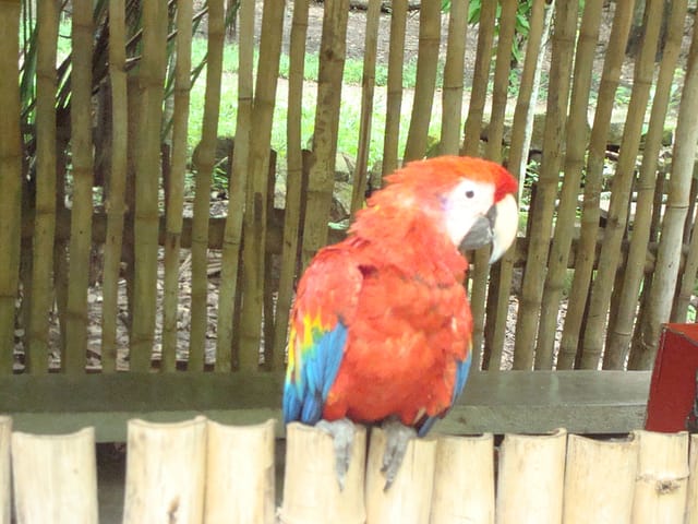 Honduras Parrot
